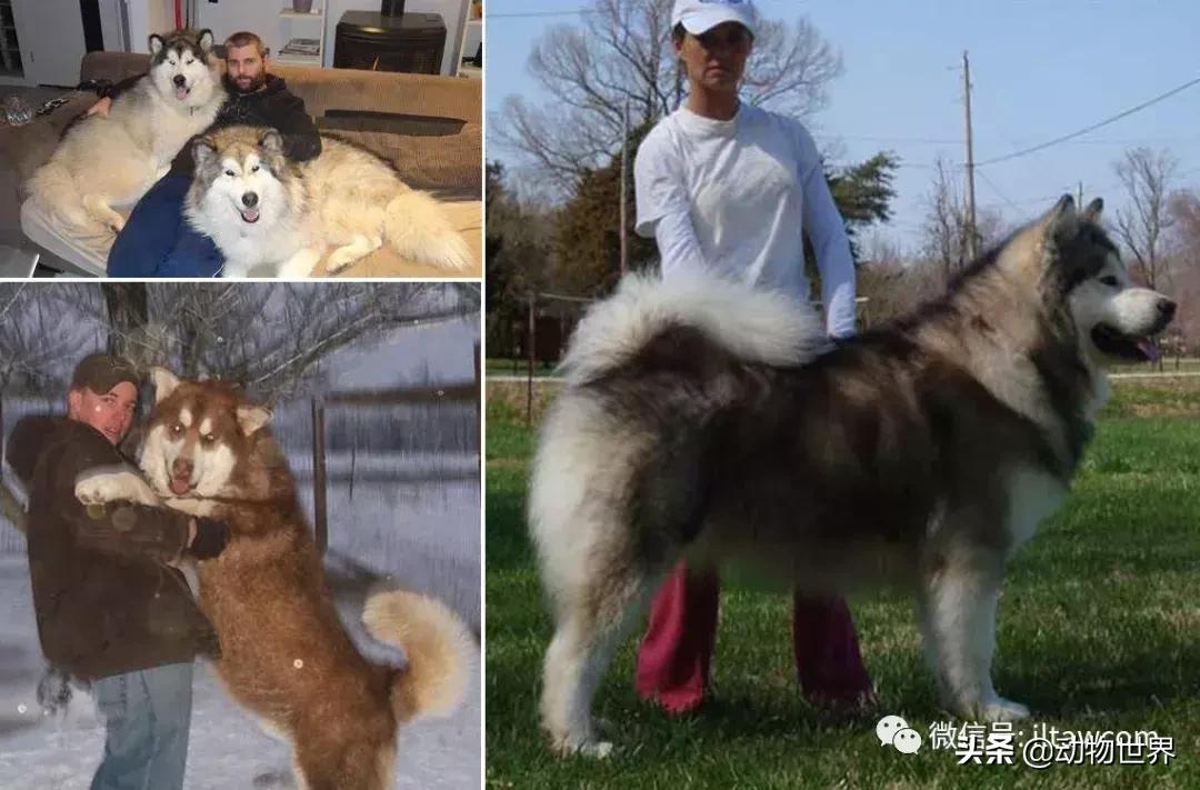 阿拉斯加雪橇犬怎么喂养,最大的阿拉斯加雪橇犬
