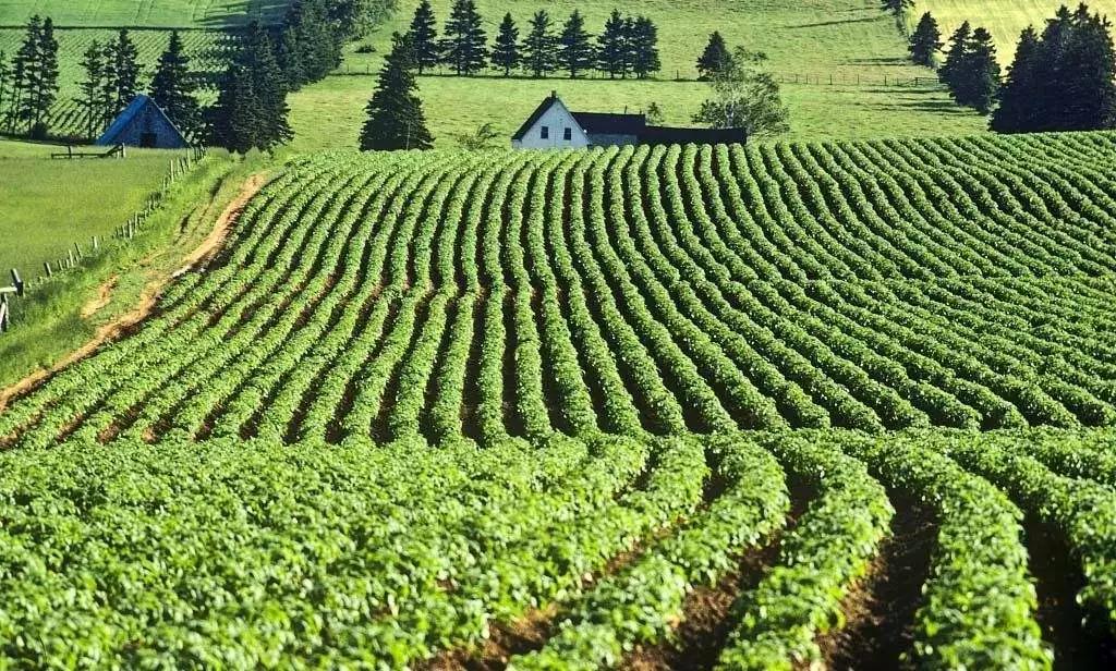 土壤太咸作物遭殃盐渍化咋解决,土壤盐渍化怎么办