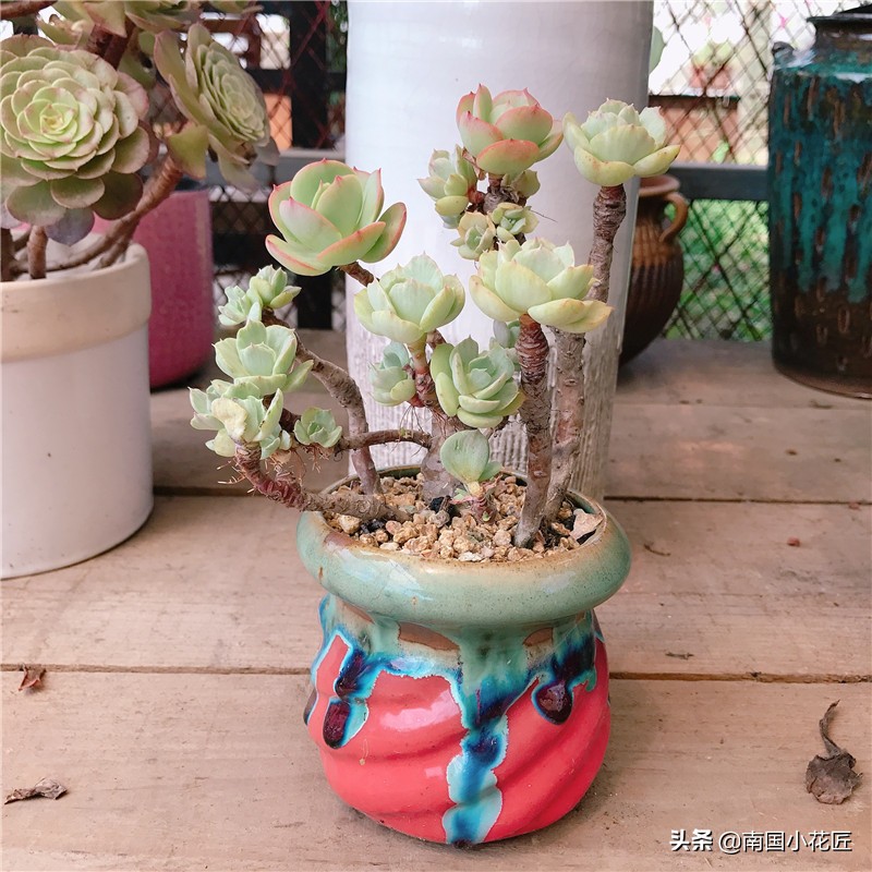 多肉白牡丹返祖,多肉返祖