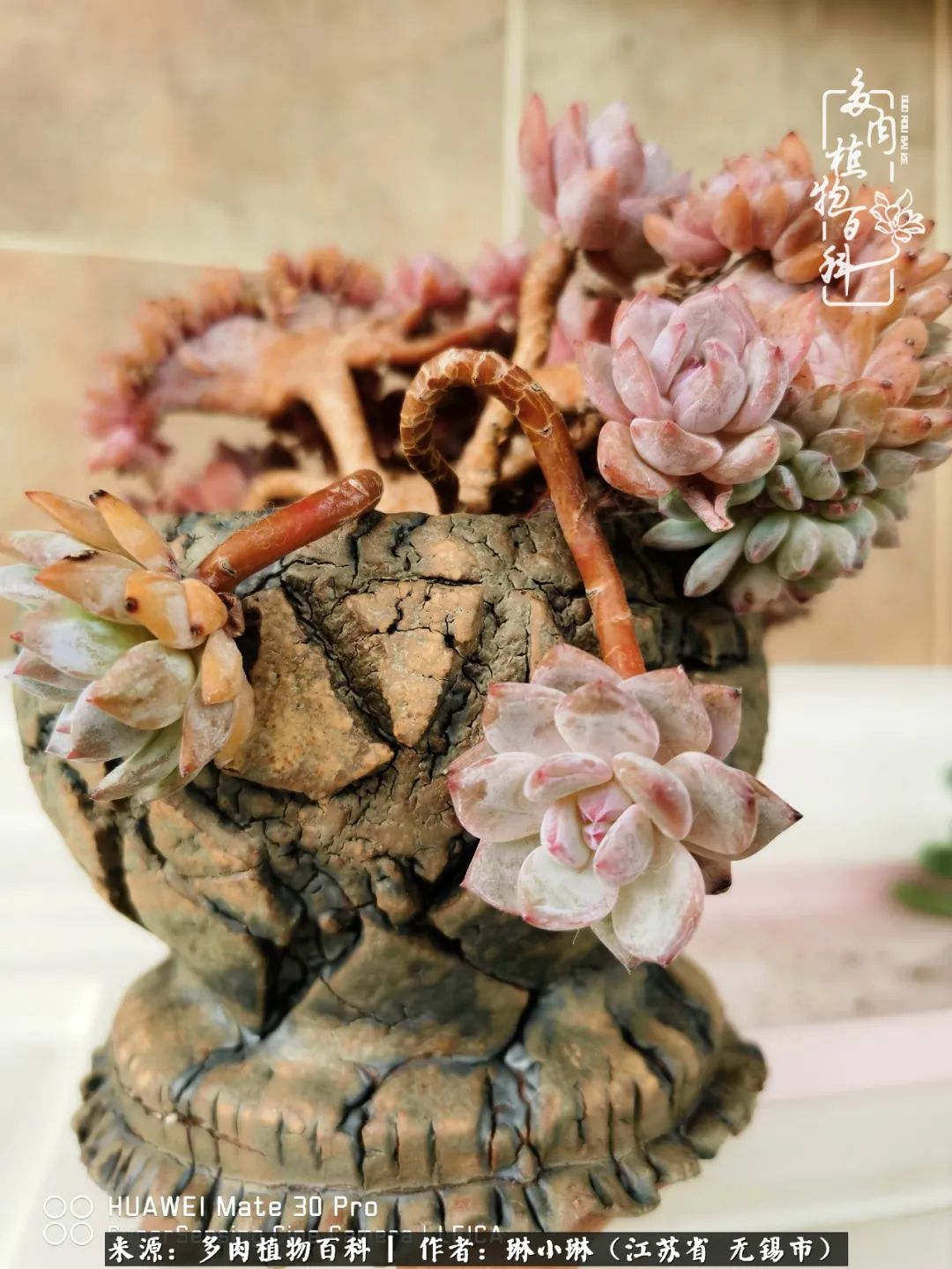 又到多肉变美时，一切都鼓励我积极向前