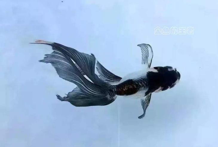 金鱼为什么养着养着就变了颜色,金鱼怎么养才能越来越红