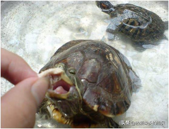 新龟到家不开口老是游,新龟到家不开眼