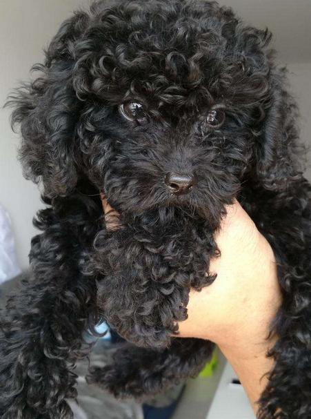 泰迪的八种颜色,泰迪犬的这8大颜色你最喜欢哪种