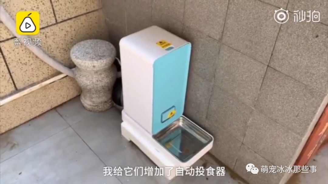 最壕狗窝！主人花3万5为爱宠造了个别墅，泳池和阳光房全都有