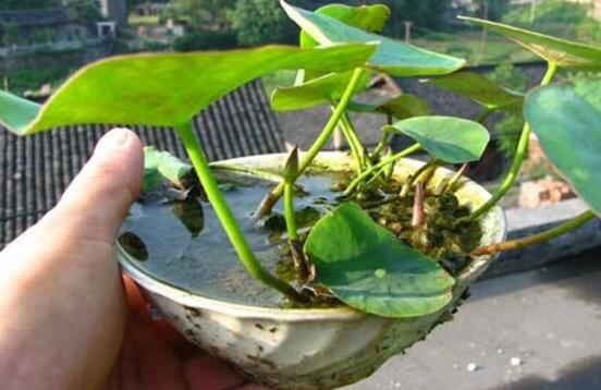 3种“喜水花”，春天多喂一点水，咕噜咕噜窜大个，特喜人