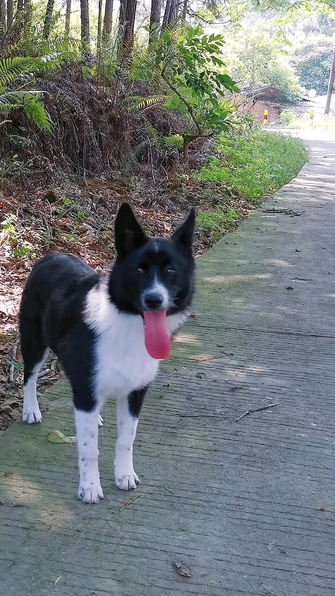 边牧只跟一只狗吵架,为了一只野狗打架