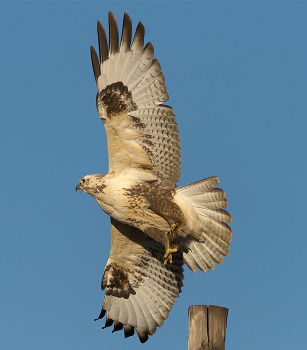 东江揽胜,惠州淡水常见鸟类图谱