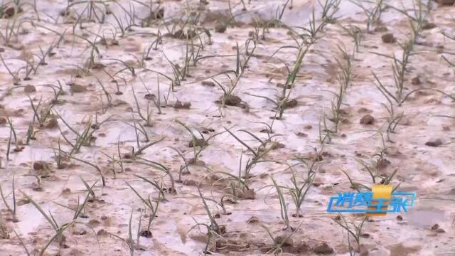 今日全国洋葱最新价格行情新闻,进口洋葱价格表