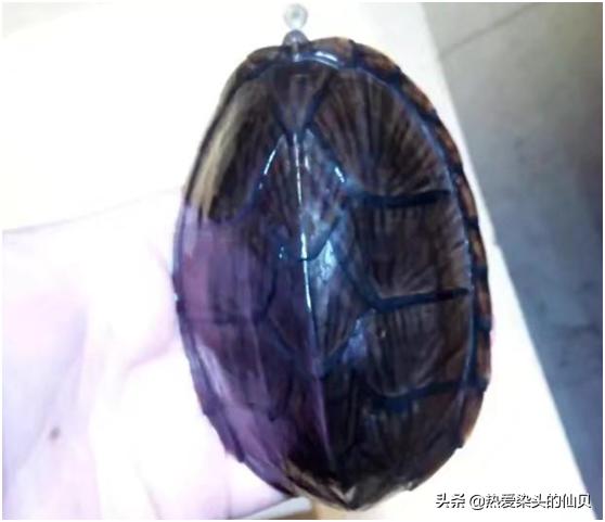 养蛋龟的注意事项,蛋龟的饲养方法和技巧