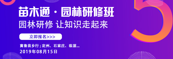 农村这种野草功效多,小时候常见可以吃的野草