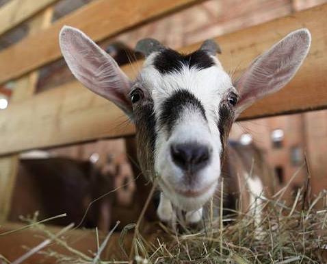 干草储存方法,干草储存湿度要求