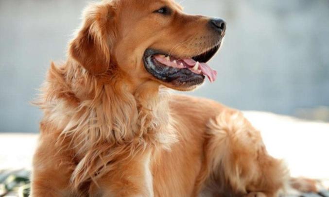 小狗吃自己拉的臭臭怎么处罚,小狗吃自己拉的臭臭因为什么