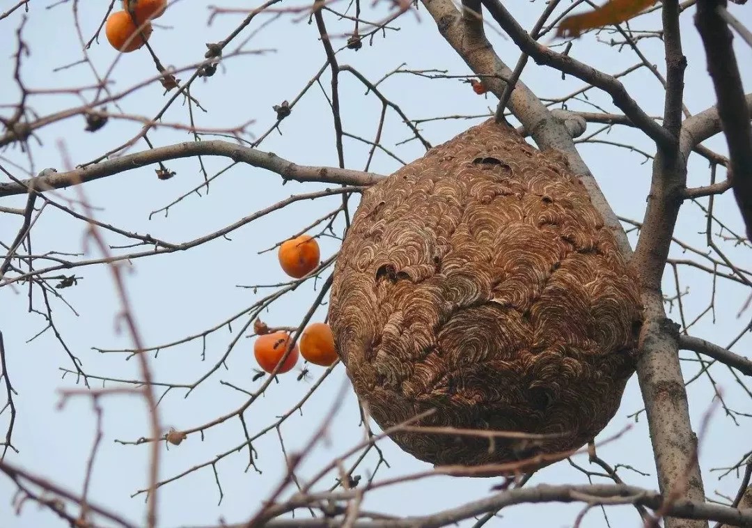 大黄蜂入侵,大黄蜂入侵法国