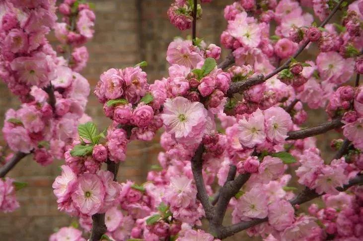 这些梅花真是美不胜收,所有梅花类型
