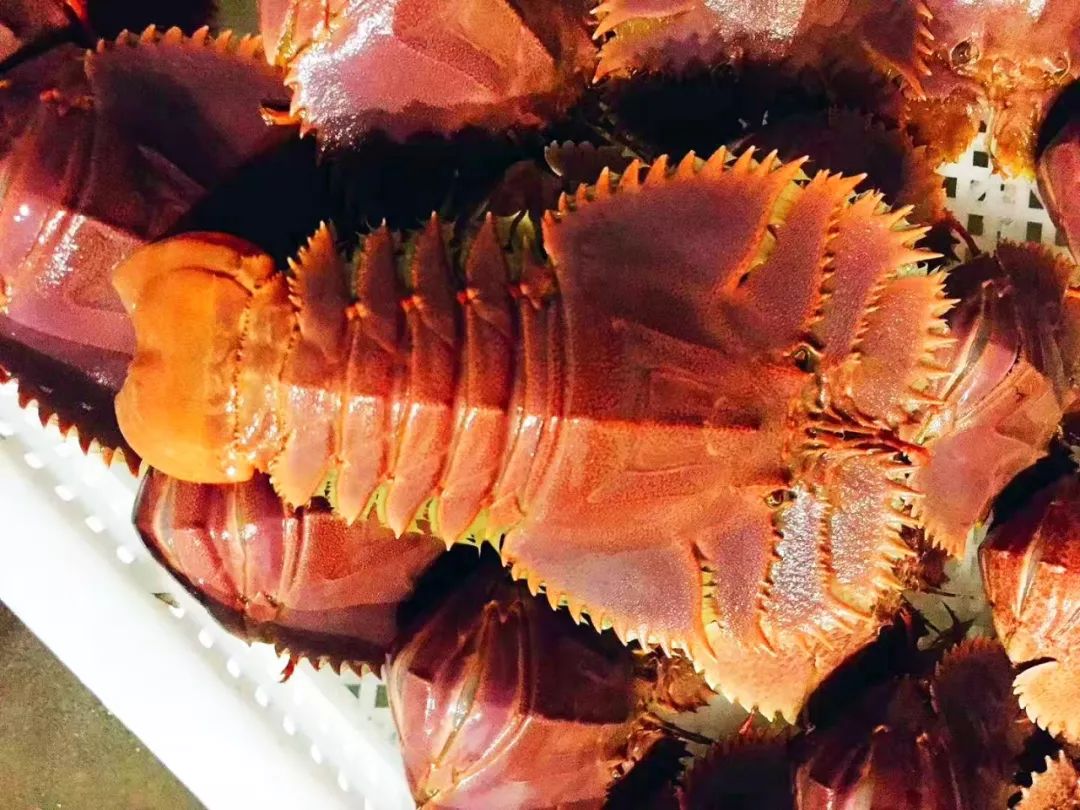 告别北上广：女白领朋友圈直播捕鱼，看了才知道什么是硬核海鲜