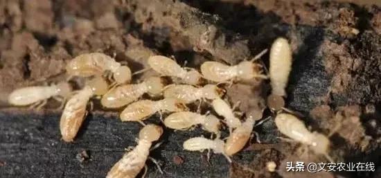 地下害虫怎么防治效果最好,多种地下害虫的防治方法