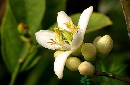 佛手疏肝理气和胃止痛化痰止咳,佛手能解胃脘不舒吗