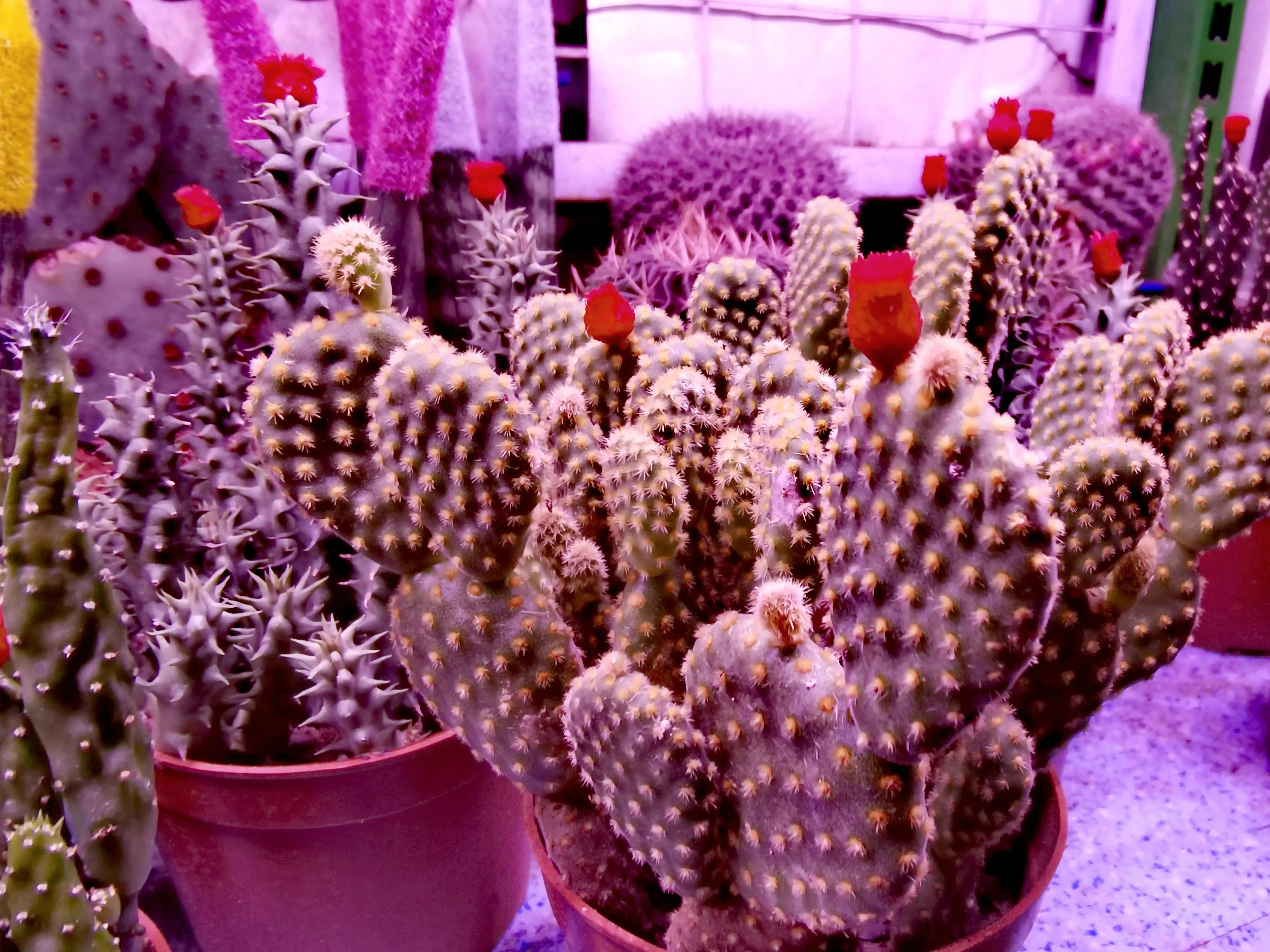 沈阳花卉市场搬哪去了,沈阳花卉市场批发各种绿植