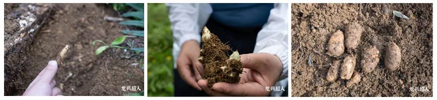 贵州道地药材天麻,道地药材天麻之乡