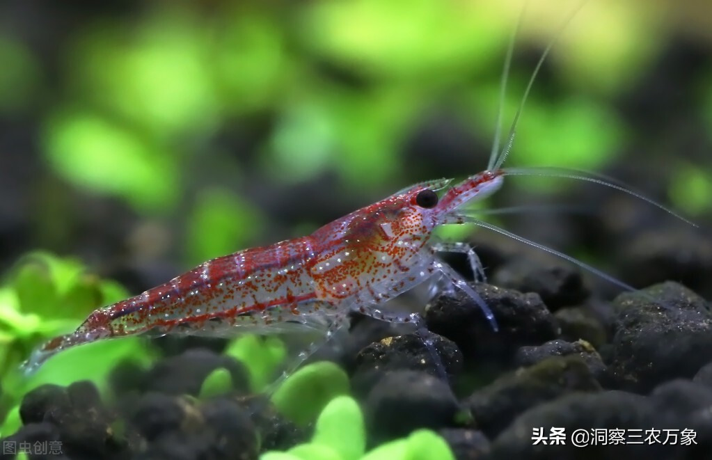 养观赏虾的技巧和方法,观赏虾怎么养才能活得长久