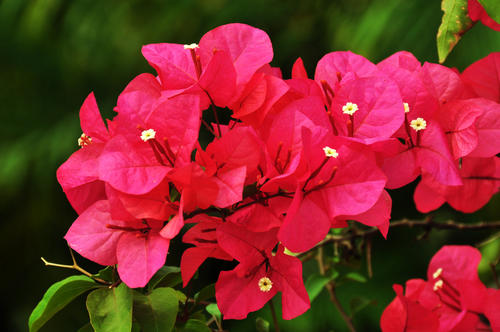 100种漂亮的夏花图片,30种夏花图片大全