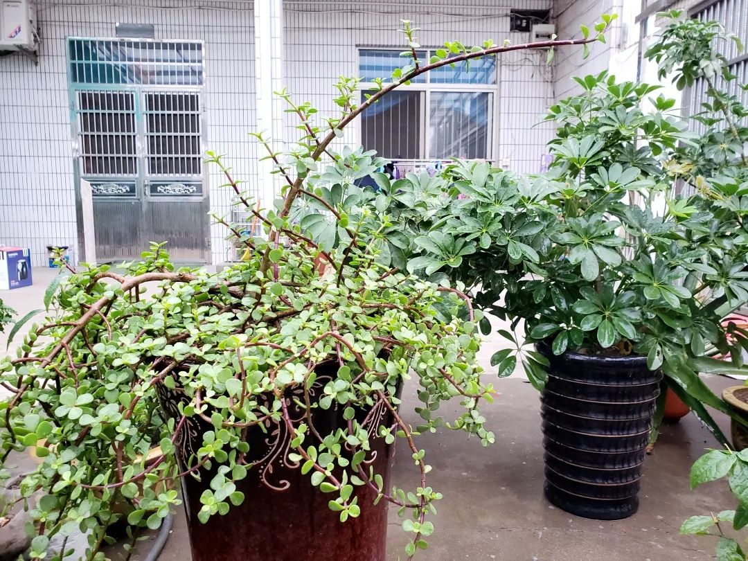 风景好的地方江阴,江阴好风景