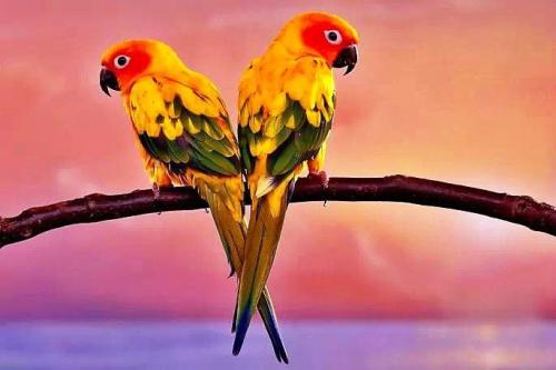 适合在家养的宠物鸟有哪些,不知道养什么观赏鱼