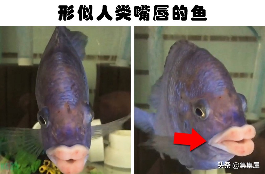 世界六种最罕见的鱼,6种奇特的鱼