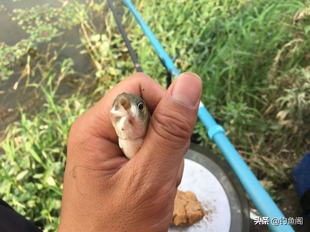 野钓难钓的原因,野钓时经常碰到的难题一次全解决