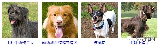 狗狗品种分类大全,狗狗品种鉴定