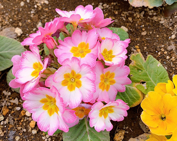 报春花怎么迎接春天,报春花怎么养才能开花