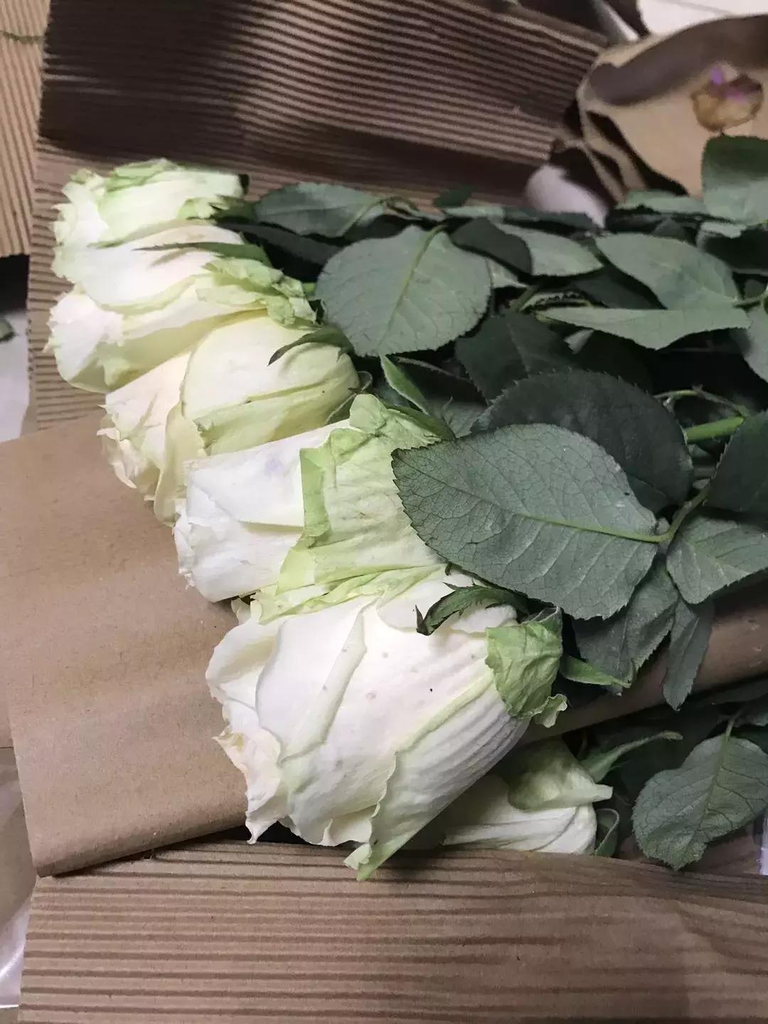 玫瑰花鲜花怎么养护,玫瑰鲜花的养护方法及注意事项