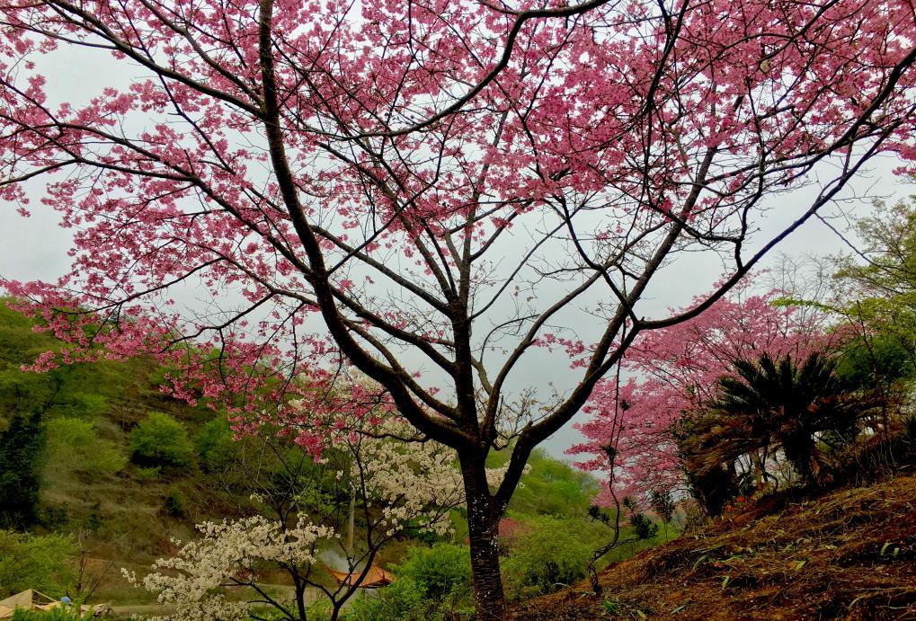 广东看樱花旅游景点推荐,广东樱花打卡景点