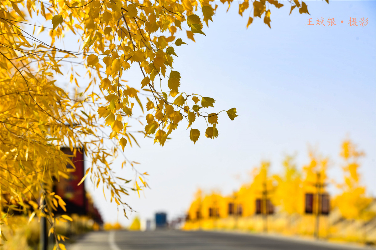 第一次去看胡杨的感触,第一次体验到沙漠乐趣