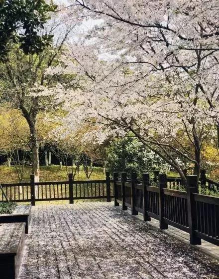 何必远赴日本！这个超级浪漫的赏樱地已花开成海，错过后悔一年
