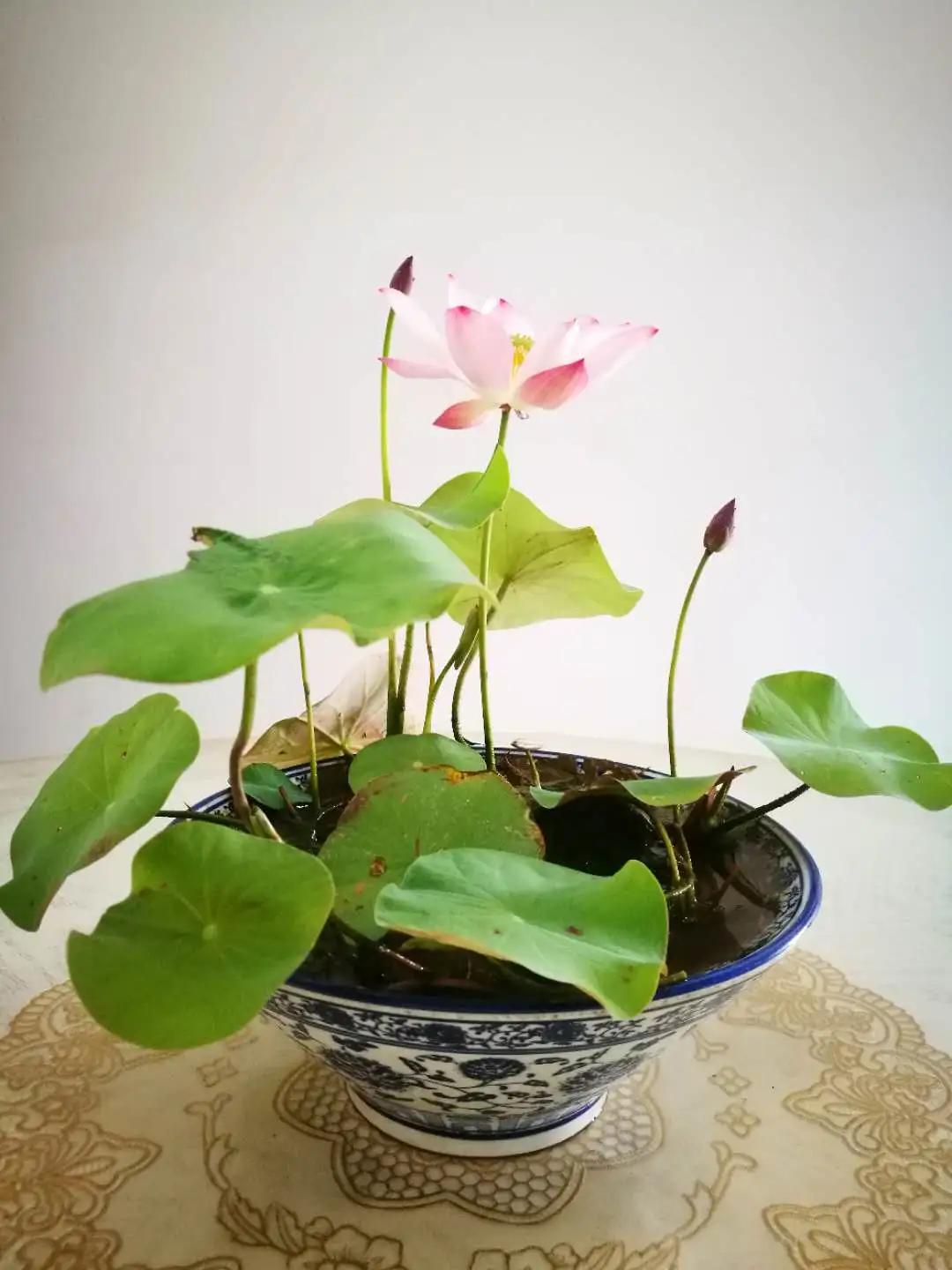 夏季这样养碗莲,碗莲怎么养才能开五颜六色的花