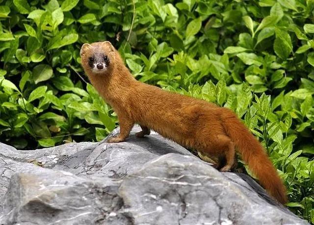 为什么黄鼠狼会频繁光顾同一家,黄鼠狼为什么专偷鸡不咬鸭