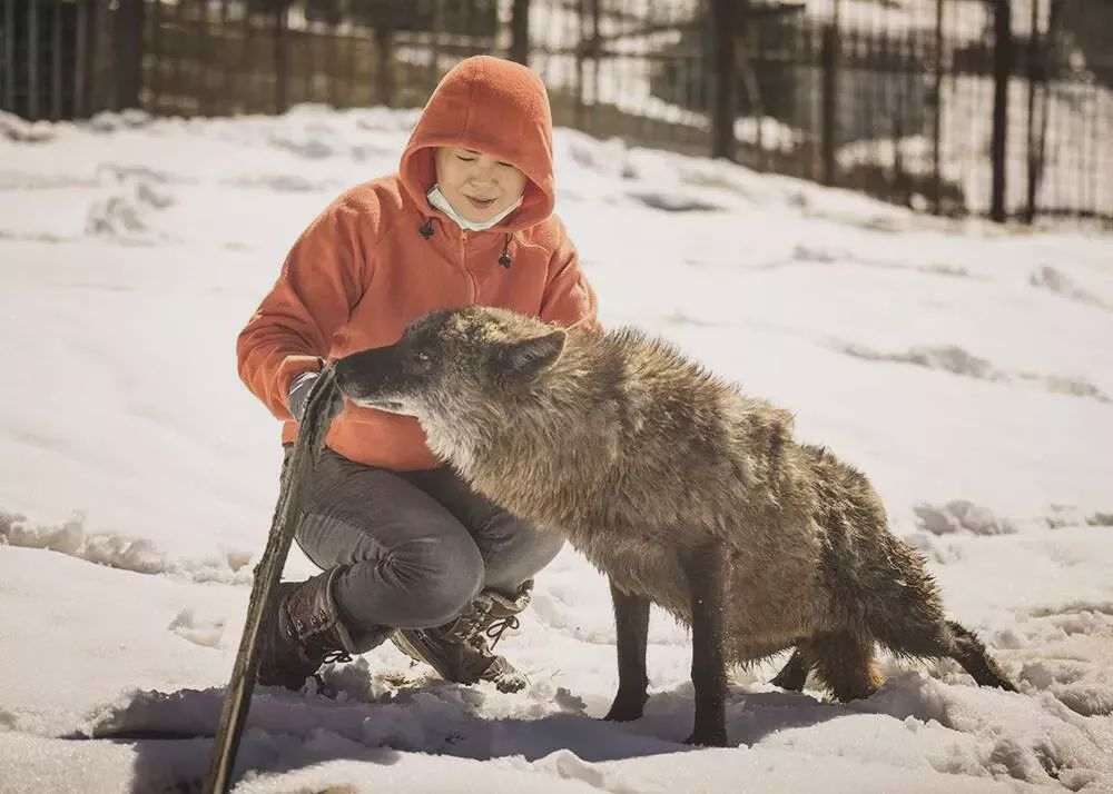 养狼disco：我在*疆新**，把狼养成了哈士奇
