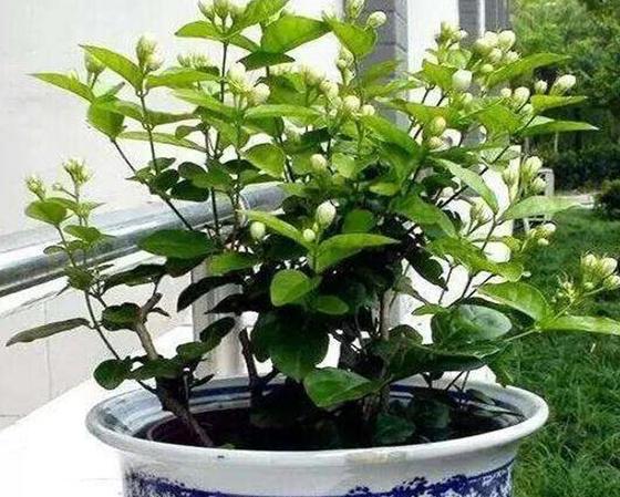 茉莉盆栽收到后怎么处理,盆栽茉莉花枯萎怎么救治