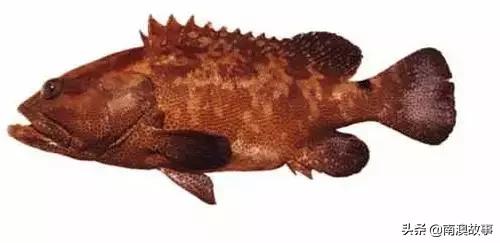 潮汕热销海鲜品种,潮汕常见的海鲜大全