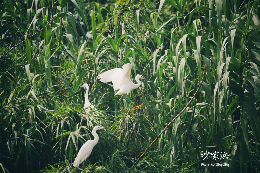 苏州红色革命旅游景点图片,苏州红色革命景点介绍视频