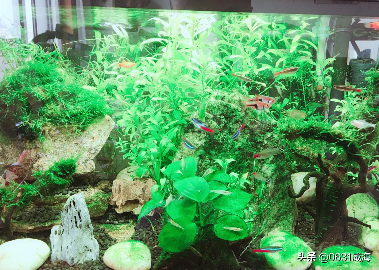 新手养金鱼的方法和技巧图解教程,养金鱼的技巧和方法方便简单