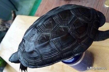 国龟魅力,国龟的韵味美的无法形容