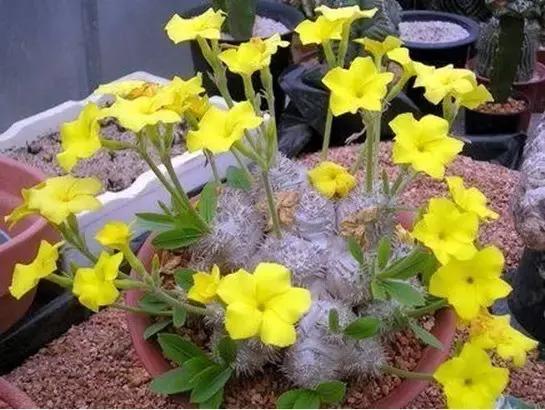 天价名贵药材,最贵的植物排行榜前十名