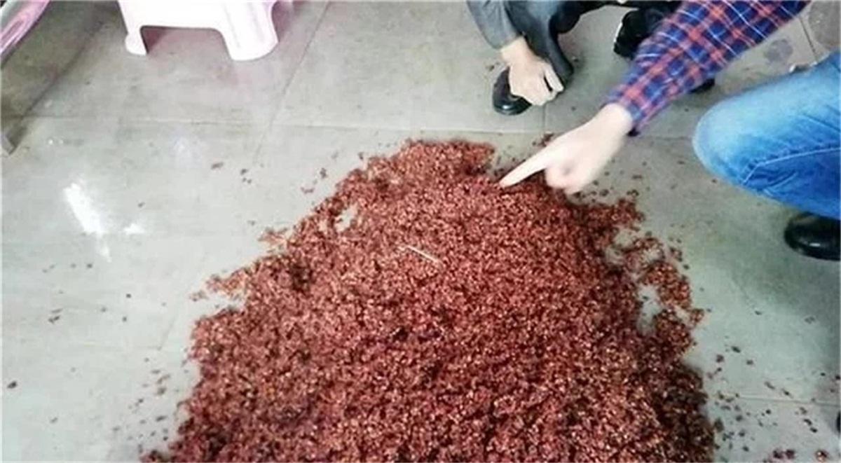 一百斤高粱固态发酵有多少黄水,固态发酵黄水不排出会怎样