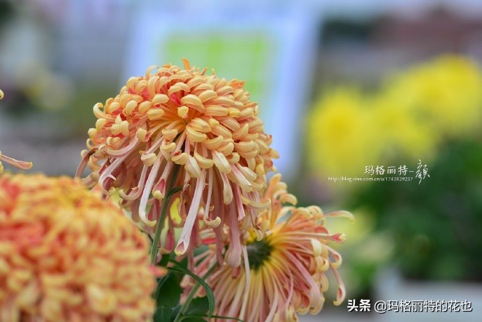 历史悠久的十大名花（海量美图），你选哪个做国花？