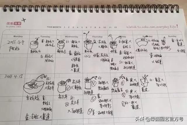 多肉开花怎么办呢,多肉开花的原因和解决方法