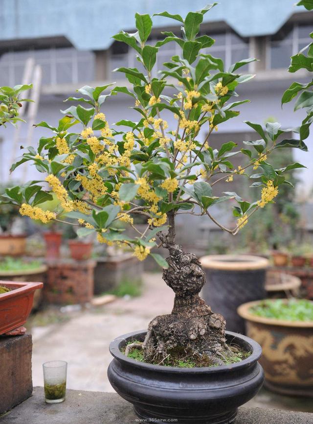 寓意财旺的花,十大吉祥花开图片