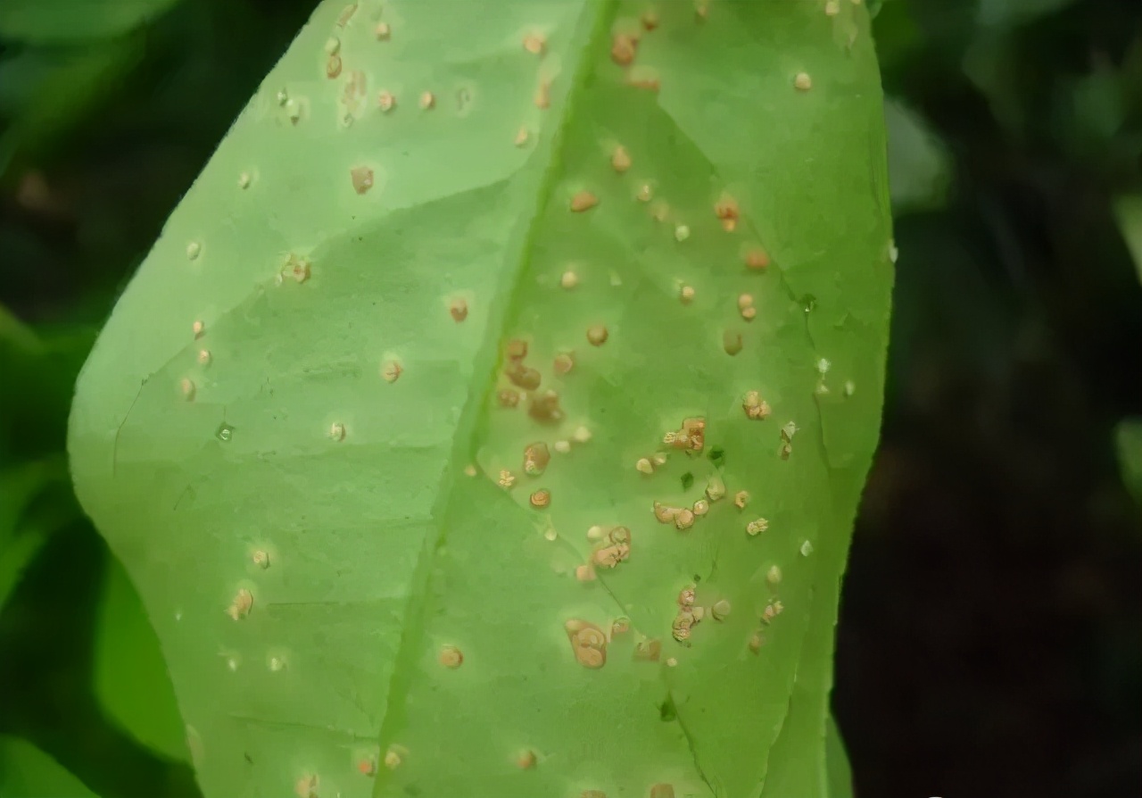 柑橘溃疡病有效防治新进展,柑橘溃疡病的防治方法