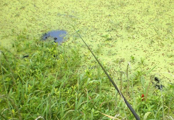夏季钓野河怎样选钓位,初夏钓野鲫怎么选钓点